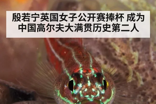 殷若宁英国女子公开赛捧杯 成为中国高尔夫大满贯历史第二人